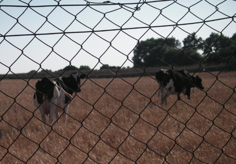 VACAS 001  FOTOS IMAGENES